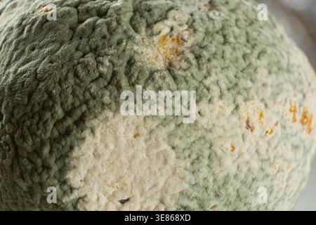 Primo piano di muffa verde che cresce su un limone di frutta marcio Foto Stock