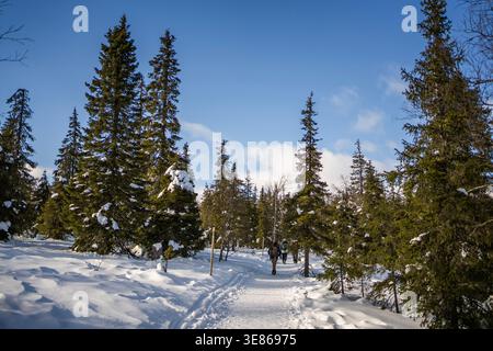 La pista innevata si snoda attraverso una pineta finlandese mentre gli escursionisti camminano tra gli alti sempreverdi in una giornata invernale brillante, con sentieri freschi e sentieri che brillano senza sosta Foto Stock