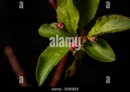 Una macro fotografia di foglie verdi emergenti e piccoli boccioli di fiori rossi su uno sfondo scuro, catturando la crescita primaverile. Foto Stock