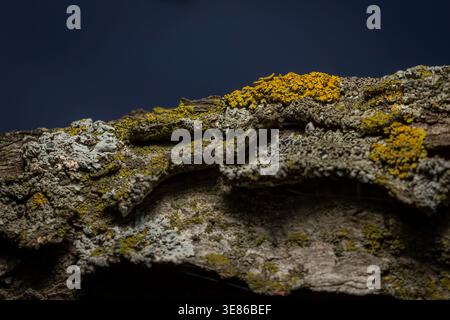 Foto macro dettagliate di diversi licheni gialli e grigi e muschio verde che crescono naturalmente su corteccia di alberi strutturata su uno sfondo scuro Foto Stock
