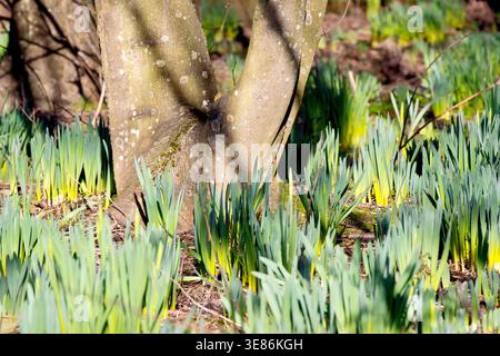 Narcisi (narciso), da vicino che mostra il fiore di primavera comunemente piantato mentre inizia a crescere e copre il pavimento di un piccolo bosco. Foto Stock