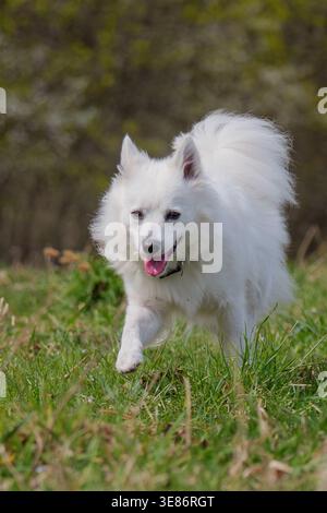 Happy White Japanese Spitz Dog che corre gioiosamente sull'erba verde a Spring Park Foto Stock