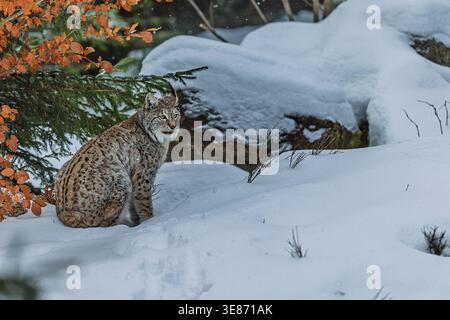 Una lince eurasiatica, Lynx Lynx, riposa nella neve profonda accanto ai rami di conifere e alle foglie autunnali in una tranquilla foresta invernale. Foto Stock