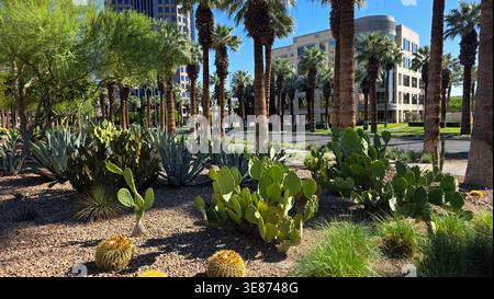Paesaggio nel deserto con Cactus e palme. Giardino desertico urbano con cactus, agave e palme in un quartiere finanziario, che unisce modernità Foto Stock