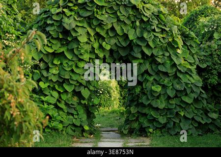 Un sentiero in pietra conduce attraverso un arco denso e verdeggiante ricoperto di foglie a forma di cuore, creando un passaggio segreto nel giardino Foto Stock