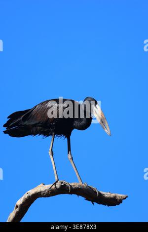 Mohrenklaffschnabel / Africa openbill / Anastomus lamelligerus Foto Stock