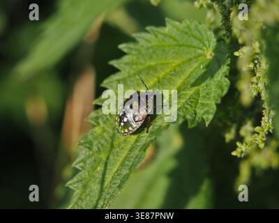 Isolare il primo piano di una cimice di scudo verde (palomena prasina) o di una cimice puzzolente seduta su una foglia di un ortica comune (urtica dioica) in un campo. Bonn, Germania Foto Stock