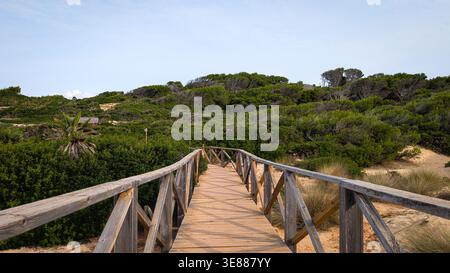 Passerella in legno attraverso le dune che conduce alla foresta verde sotto una luce calda e soffusa Foto Stock