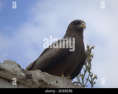 Un'aquila di preda (Aquila rapax) arroccata su un muro con un cielo nuvoloso blu sullo sfondo, Harar, Etiopia Foto Stock