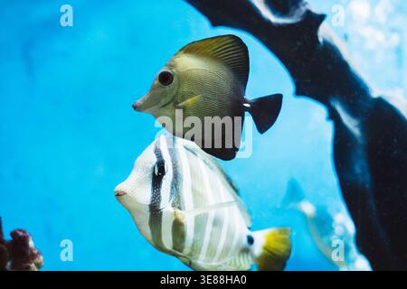Pesce Tang Sailfin da vicino, un acquario tropicale e colorato dal Vietnam. Foto Stock