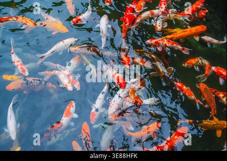 Carpe colorate o pesci koi che nuotano in uno stagno. Ottimo pesce koi giapponese. Carpa di pesce Koi Foto Stock