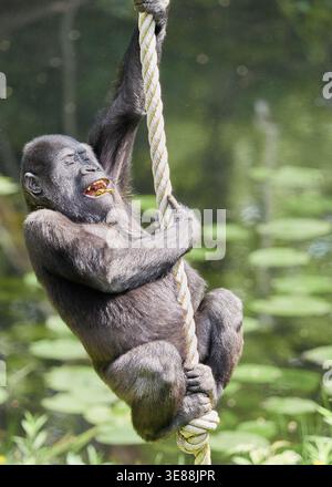 Giocoso giovane gorilla che sale su una corda in ambiente zoo con sfondo verde naturale verticale. Momento espressivo del comportamento e del movimento dei primati. Foto Stock