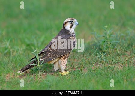 Un falco di lanner (Falco biarmicus) arroccato sul terreno, Sudafrica Foto Stock