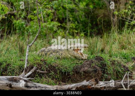 Coccodrillo del Nilo che poggia su una sponda erbosa del fiume con la bocca spalancata, mostrando potenti mascelle e denti affilati in un habitat naturale africano con avidità Foto Stock