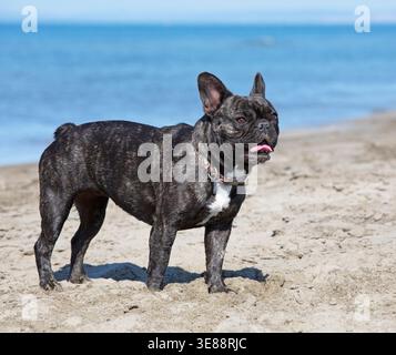 bouledogue francese sulla spiaggia, a piedi o sulla sabbia Foto Stock