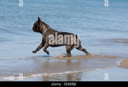 bouledogue francese sulla spiaggia, a piedi in mare Foto Stock