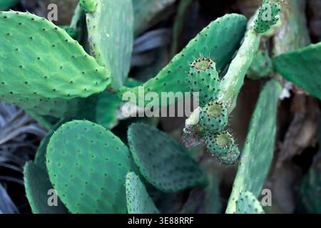 Piante di cactus da primo piano o di cactus di Opuntia sullo sfondo naturale del fico d'India Foto Stock