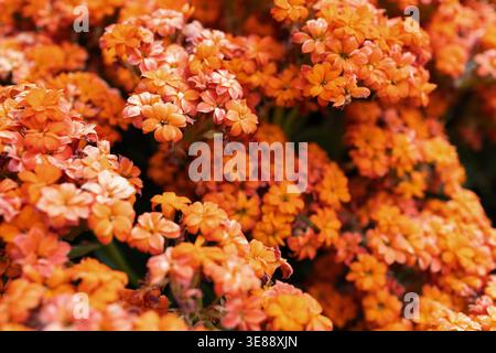 Denso ammasso di fiori di Kalanchoe di colore arancione brillante in fiore, primo piano su sfondo floreale. Splendido motivo floreale di piccolo arancio Foto Stock