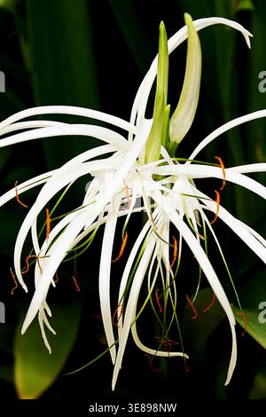 Un giglio ragno sulla spiaggia (Hymenocallis littoralis) fotografato sull'isola di Barbados. Foto Stock