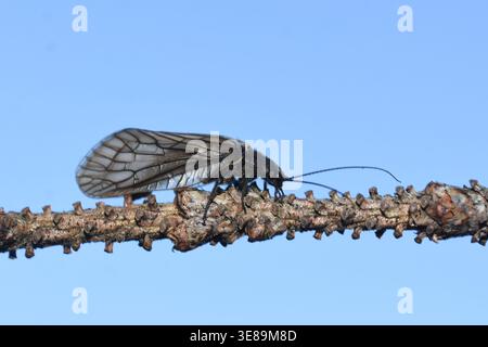 Alderfly (Sialis sp.) al ramoscello, macro primo piano di insetti acquatici Foto Stock