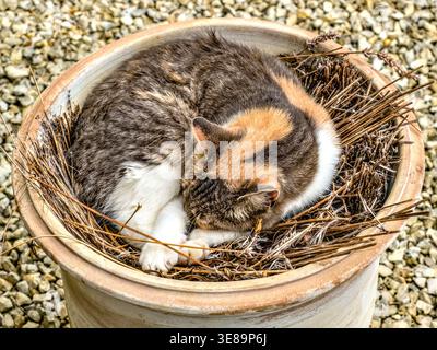 Tabby e gatto domestico bianco comodo e sonnolento nell'urna del giardino piena di ramoscelli di lavanda profumati secchi - Francia centrale. Foto Stock