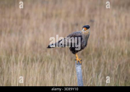 caracara crestata in Patagonia Foto Stock