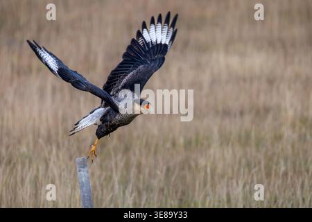 caracara crestata in Patagonia Foto Stock