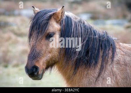 Cavallo pony Dartmoor da vicino criniera sparata con sfondo sfocato. Dartmoor National Park, Devon, Inghilterra. Foto Stock
