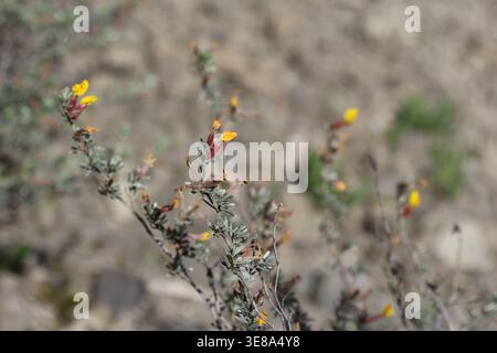 Cytisopsis pseudocytisus è un piccolo arbusto ramificato Foto Stock