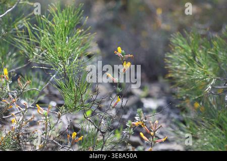 Cytisopsis pseudocytisus è un piccolo arbusto ramificato Foto Stock