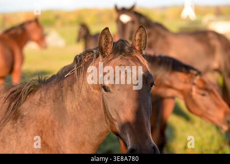 bellissimi cavalli bruni pascolano sul bordo di un prato in un parco all'aperto al tramonto serale in autunno Foto Stock