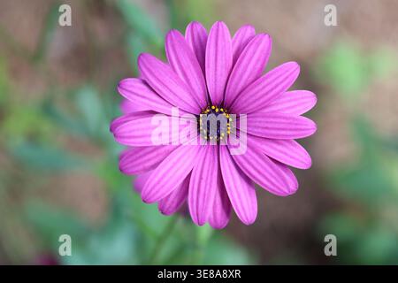 Vista ravvicinata del fiore Dimorphotheca ecklonis (Capo marguerite) Foto Stock