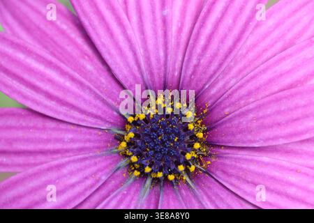Vista ravvicinata del fiore Dimorphotheca ecklonis (Capo marguerite) Foto Stock