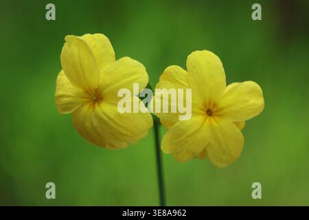 Primo piano di fioriture gialle di gelsomino di primrose (Jasminum mesnyi) su sfondo verde nel giardino primaverile Foto Stock