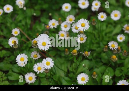 Lussureggiante gruppo di margherite bianche (Bellis perennis) che fioriscono in un campo verde primaverile Foto Stock
