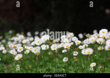 Lussureggiante gruppo di margherite bianche (Bellis perennis) che fioriscono in un campo verde primaverile Foto Stock