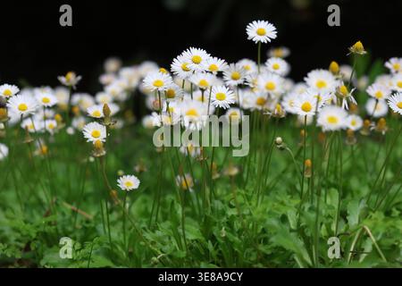 Lussureggiante gruppo di margherite bianche (Bellis perennis) che fioriscono in un campo verde primaverile Foto Stock