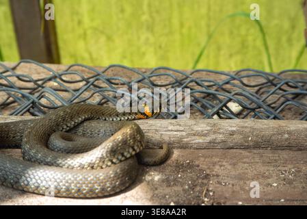 Un serpente avvolto con un caratteristico collare giallo poggia su vecchie tavole di legno accanto a una rete metallica in un giardino rustico o in un capannone. Foto Stock