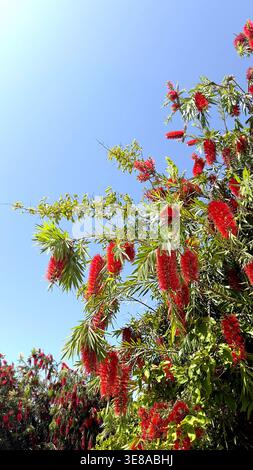 Fiori rossi vibranti della pianta di Callistemon che fioriscono contro un cielo azzurro limpido in una giornata di sole Foto Stock