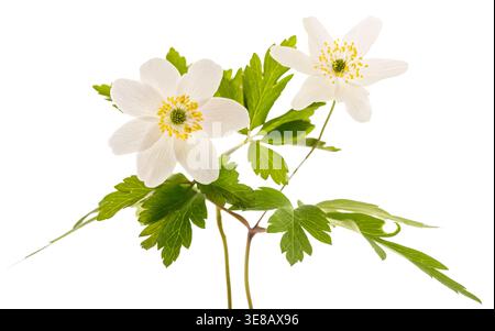 Delicato Anemone nemorosa (anemone di legno) pianta con fiori isolati su fondo bianco. Fiori selvatici primaverili con petali bianchi e fogliame verde, Foto Stock