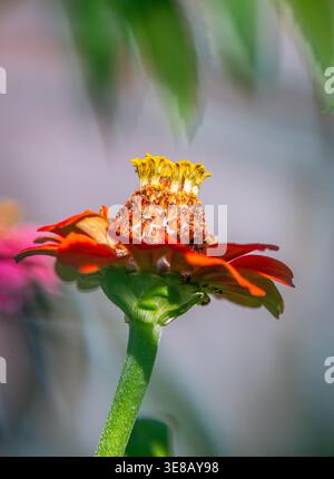 Zinnia rossa (Zinnia elegans) con fiori a disco gialli simili a una corona, con una messa a fuoco nitida su un morbido sfondo sfocato, che mette in risalto i vivaci colori del giardino. Foto Stock