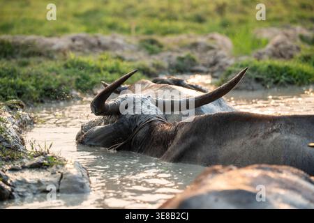 Bisonte d'acqua asiatiche domestiche rinfrescano nella fangosa pozzanghera nel campo erboso nella campagna della Thailandia settentrionale. Foto Stock