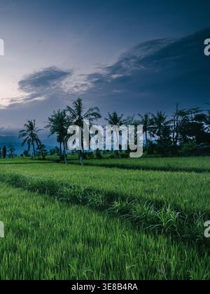 Lussureggianti risaie verdi con palme da cocco al crepuscolo nella campagna di Lombok, Indonesia. Paesaggio agricolo tradizionale a Nusa Tenggara occidentale Foto Stock