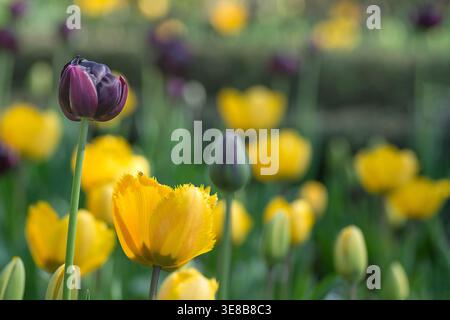 Tulipano viola in un letto di tulipani gialli, primavera, Inghilterra. Foto Stock