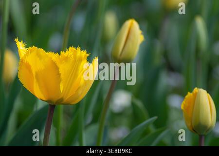 Fiore di tulipani giallo, tulipani frangiati, cultivar "Crystal Star", primavera, Inghilterra. Foto Stock