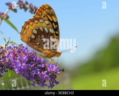 Vista ventrale di un grande Fritillario Spangled che si nutre di un fiore di farfalla viola al sole primaverile Foto Stock