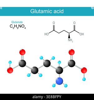Molecola di acido glutammico. Formula strutturale chimica molecolare e modello di glutammato. Formula scheletrica e modello con sfera e bastone. Illustrazione vettoriale. Illustrazione Vettoriale