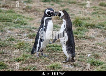 Due pinguini adulti di Magellano che si baciano su un terreno erboso, sparati alla luce nuvolosa estiva sull'isola di Magdalena, stretto di Magellano, Cile Foto Stock