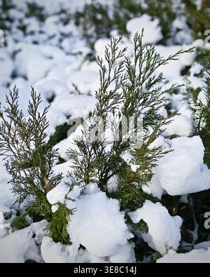 Ravvicinato ramo di ginepro ricoperto di neve Foto Stock