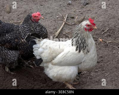 I polli esplorano lo sporco in una fattoria, graffiando e picchiando per mangiare sotto il sole a mezzogiorno. Nella scena sono visibili due razze diverse. Foto Stock